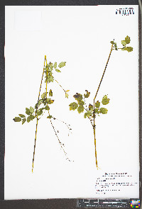 Thalictrum amphibolum image