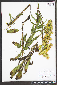 Solidago speciosa image