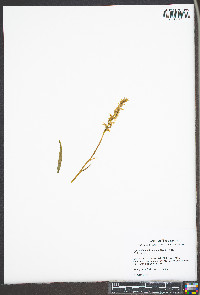 Spiranthes ochroleuca image