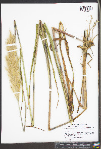 Saccharum contortum image