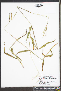 Paspalum setaceum var. ciliatifolium image