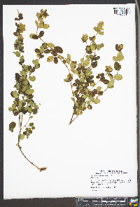 Lespedeza frutescens image