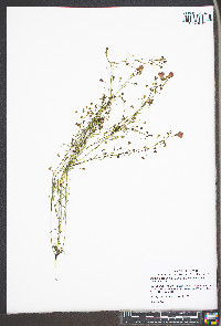 Agalinis tenuifolia var. tenuifolia image