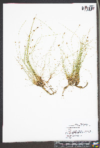 Eleocharis engelmannii image