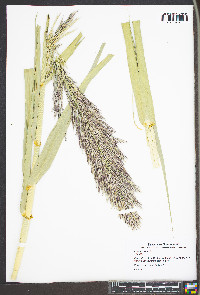 Arundo donax image