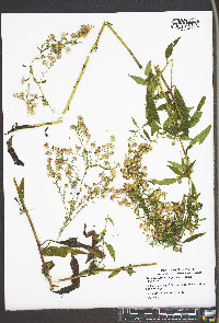 Symphyotrichum urophyllum image