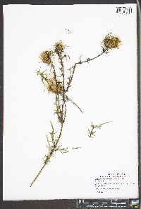 Cirsium discolor image