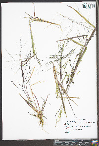 Panicum dichotomiflorum var. dichotomiflorum image