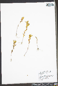 Acalypha gracilens image