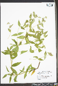 Pycnanthemum muticum image