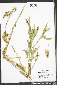 Arundinaria gigantea image