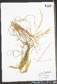 Andropogon ternarius image
