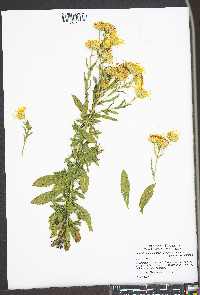 Heterotheca camporum var. glandulissima image