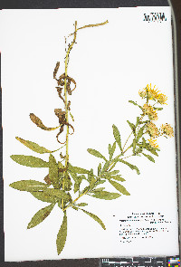 Heterotheca camporum var. glandulissima image