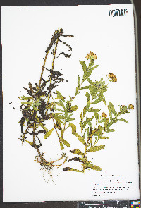 Heterotheca camporum var. glandulissima image