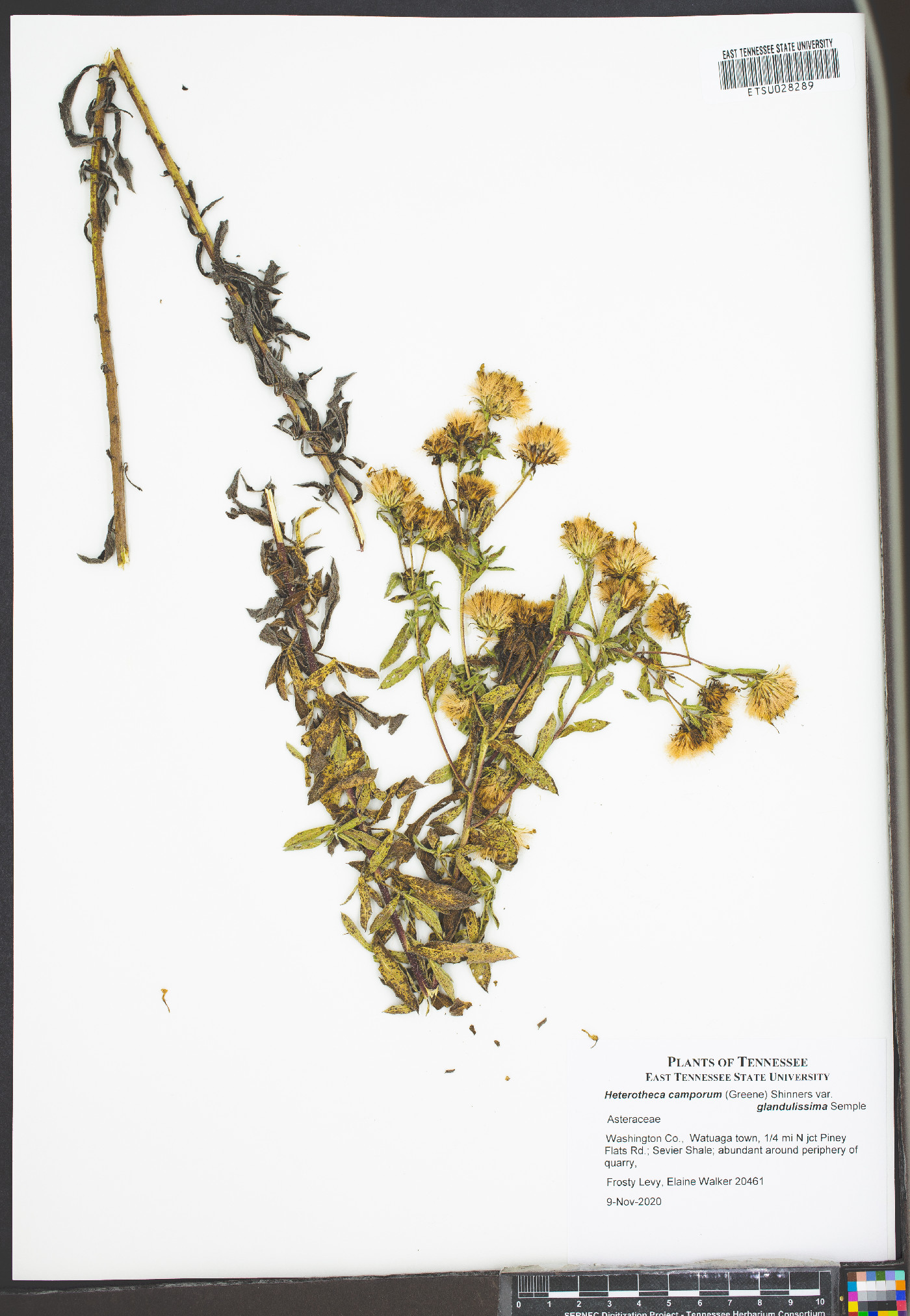 Heterotheca camporum var. glandulissima image