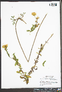 Heterotheca camporum var. glandulissima image