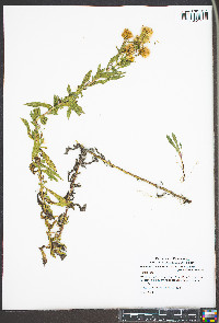 Heterotheca camporum var. glandulissima image
