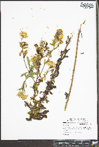 Heterotheca camporum image