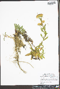 Heterotheca camporum image