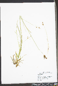 Juncus biflorus image