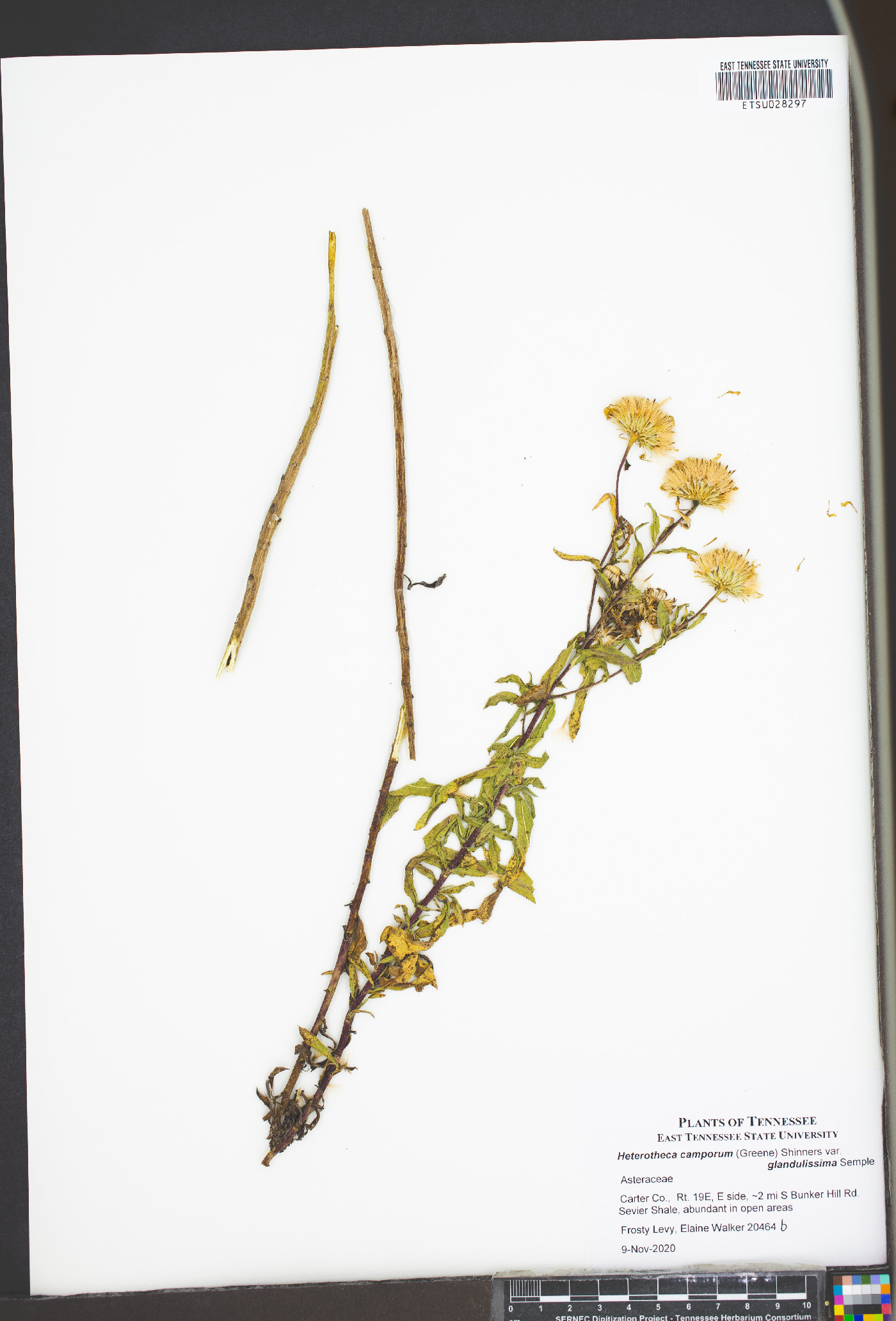 Heterotheca camporum var. glandulissima image