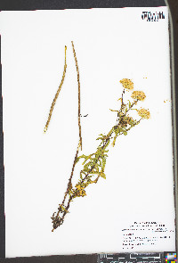 Heterotheca camporum var. glandulissima image