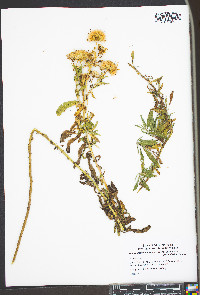 Heterotheca camporum var. glandulissima image