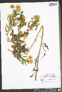 Heterotheca camporum var. glandulissima image