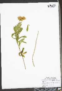 Heterotheca camporum image