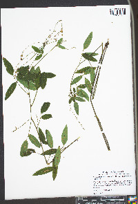 Desmodium paniculatum var. paniculatum image