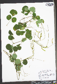 Desmodium rotundifolium image
