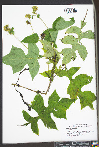 Polymnia canadensis image