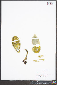 Opuntia humifusa image