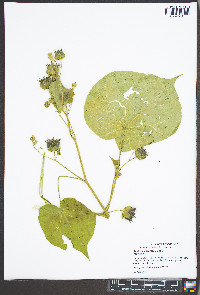 Abutilon theophrasti image
