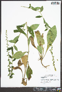 Solidago bicolor image