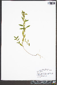 Acalypha virginica image