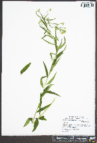 Brickellia eupatorioides var. eupatorioides image