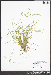 Kyllinga pumila image
