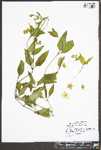 Mirabilis nyctaginea image