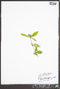 Ruellia caroliniensis image