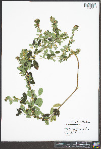 Lespedeza violacea image