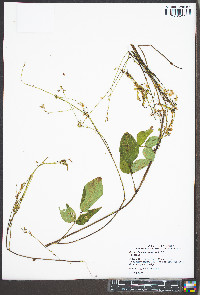 Desmodium laevigatum image