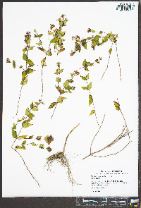 Cunila origanoides image