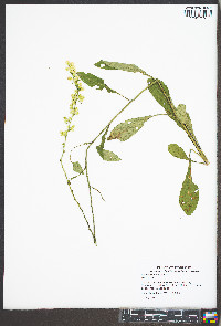 Solidago erecta image