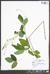 Desmodium glabellum image