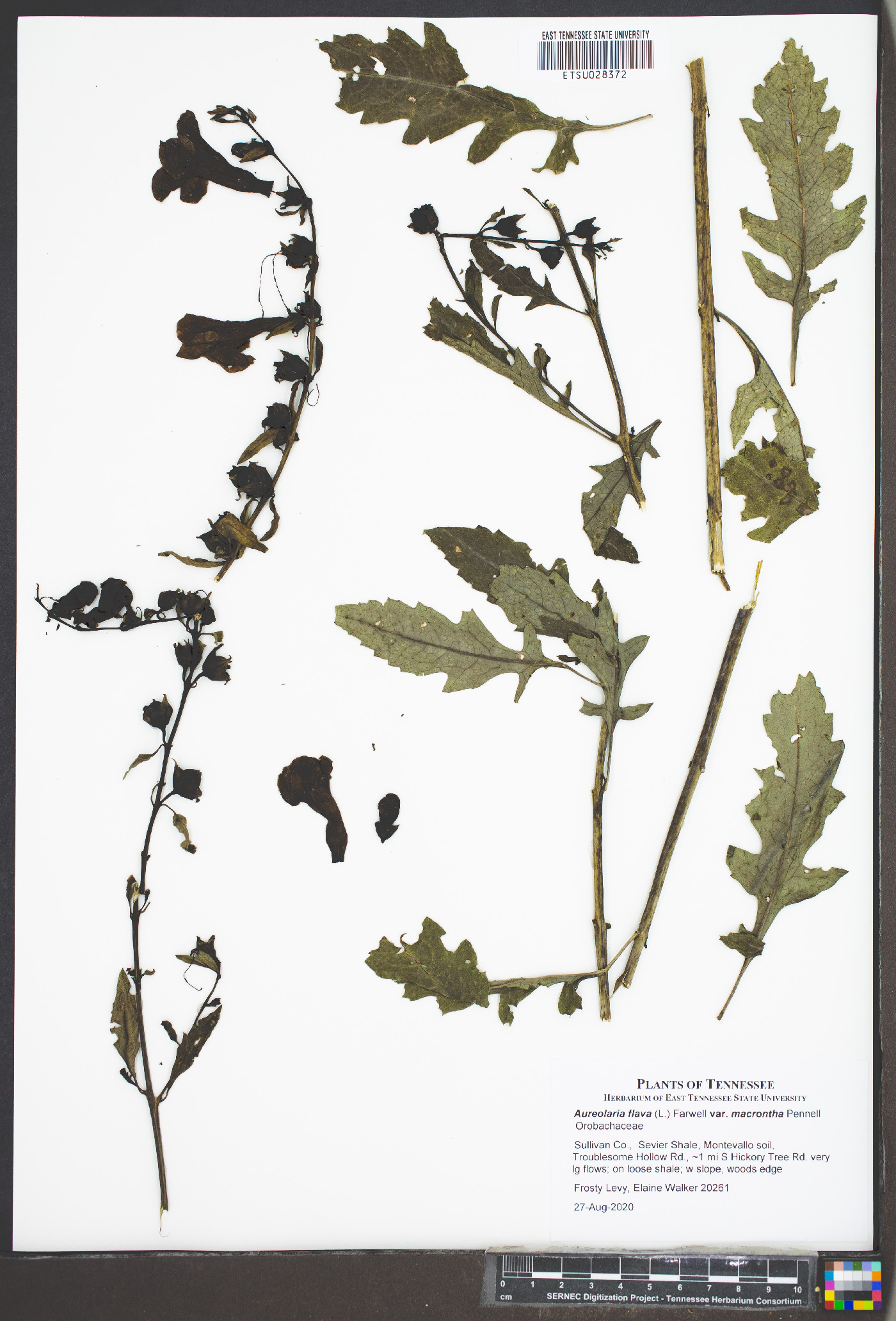 Aureolaria flava var. macrantha image