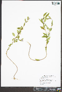 Cuphea viscosissima image