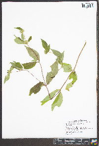 Pycnanthemum montanum image