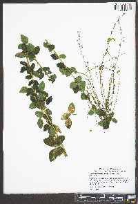 Desmodium ciliare image
